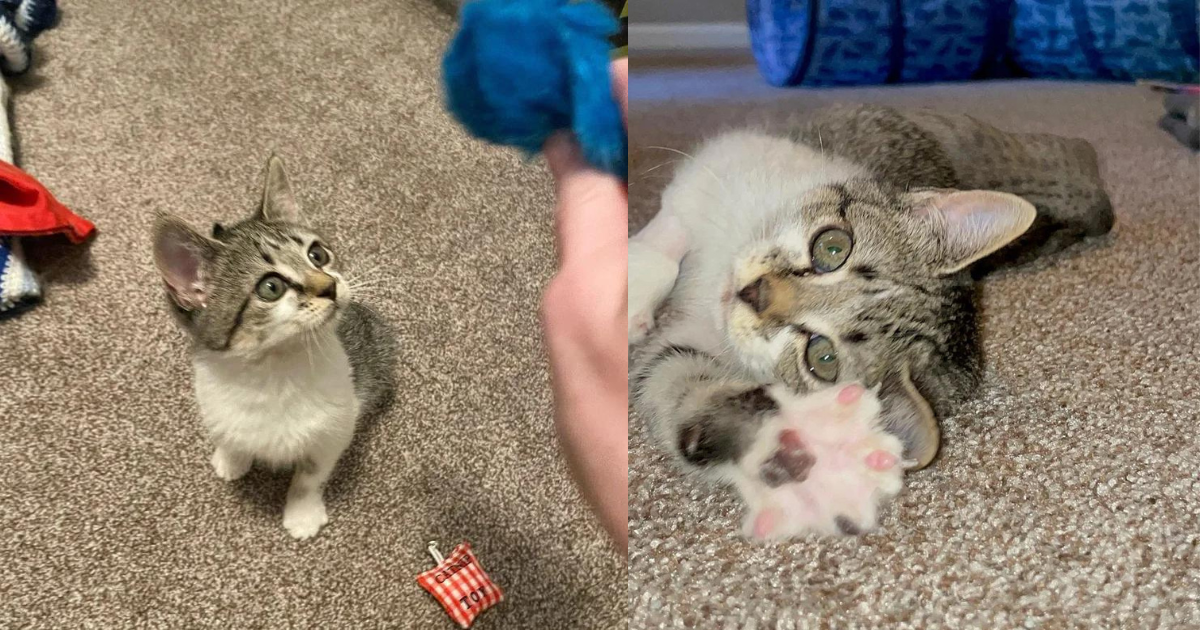 Kitten Hitched a Ride and Ended Up in Parking Lot, Days Later She Radiates So Much Joy and Energy