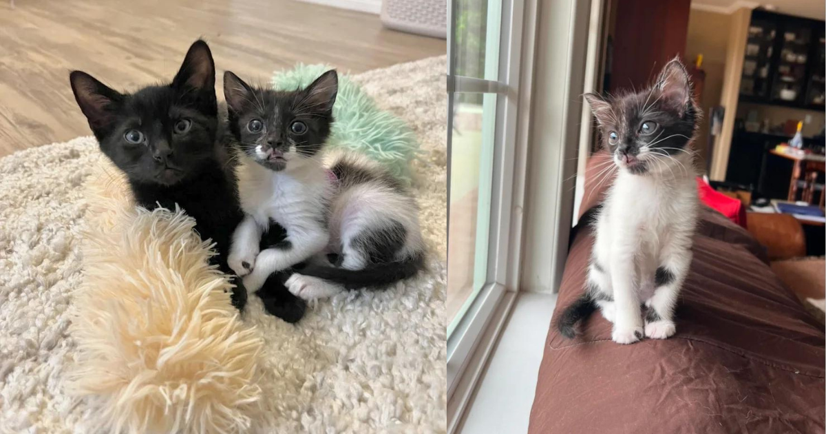 Kitten Incredibly Small Compared to Her Littermates Has the Heart of Big Cat and Won’t Let Anything Stop Her