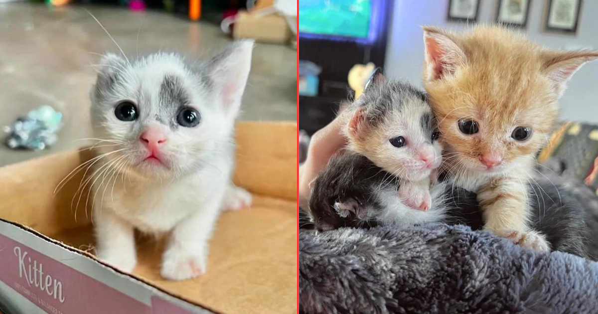 Kittens Found at Loading Dock Just Hours Old, One of Them Has One Ear and the Spirit of a Warrior Cat