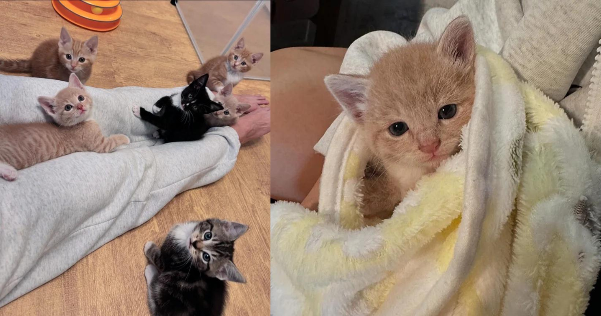 Kitten Meows All Day After Being Found in the Road, Crew of Cats Take Him in, Making Him Feel Like He Belongs