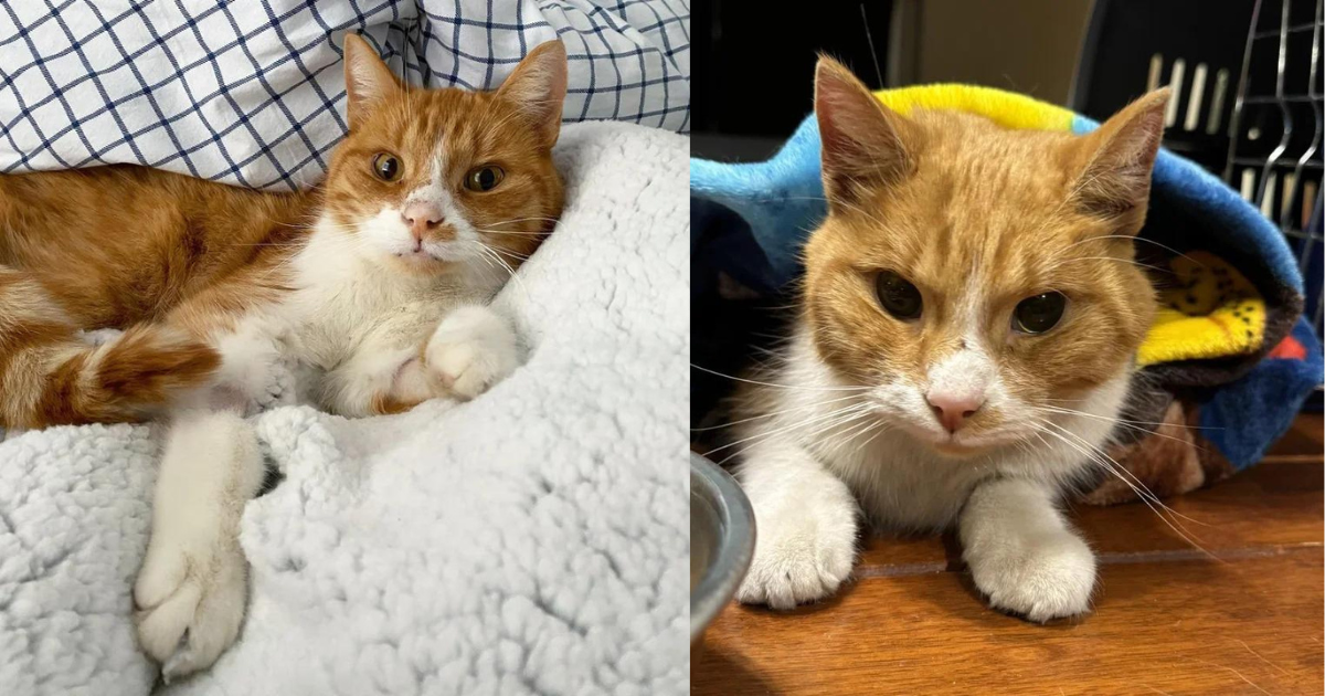 Blind Cat Spotted Stumbling in Snow Weeks Ago is Now Living the Good Life of Comfort and Warmth