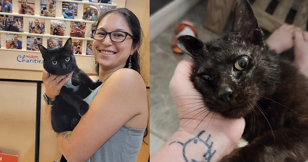 Cat Found in Neighborhood One Week Before Valentine’s Day, Now Looks Like a Different Cat a Year Later