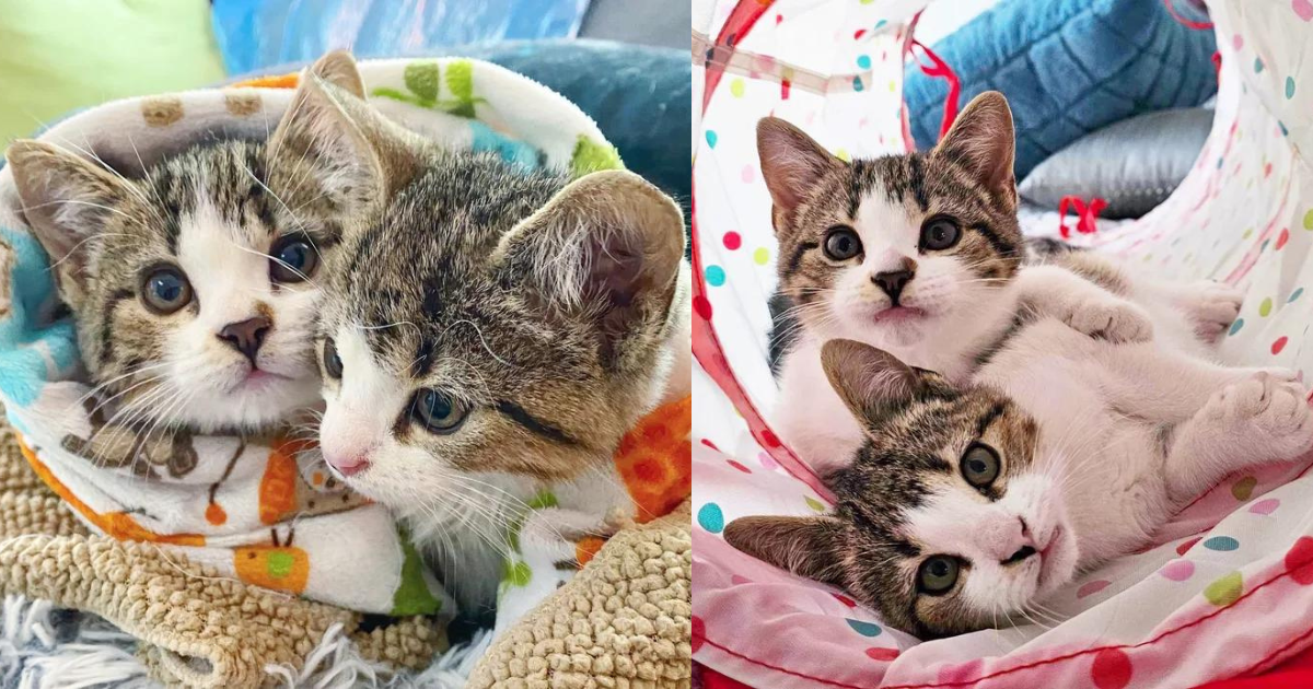 Kittens Spotted Near a Barn without Cat Mother Now Have Warmth and Comfort Away from the Cold