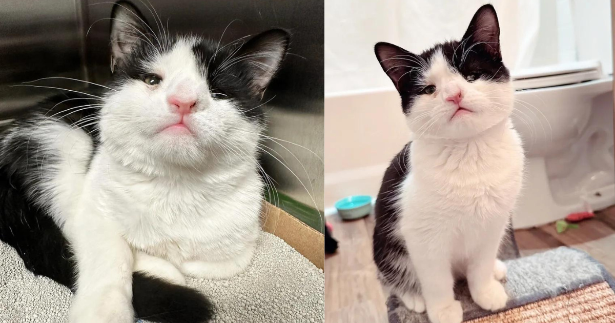 Kitten with Cutest Side Eye Found Woman to Help Him When Others Couldn’t, Turned out to Be Most Joyful Cat