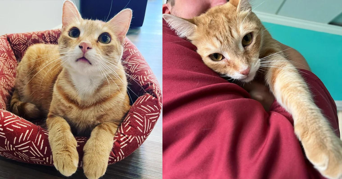 Cat Curls Up Between a Couple After 848 Days Wishing for a Home from the Time He was Just a Kitten