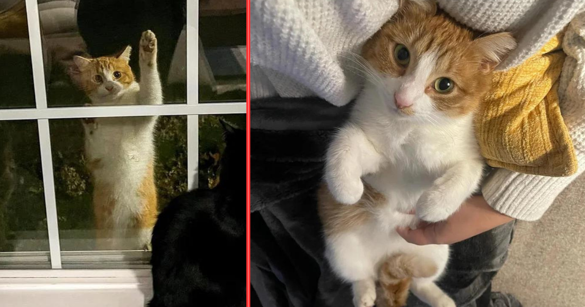 Stray Cat Climbs Up a Window and Decides It’s Time to Move in, Turns Out He is Sweetest Companion