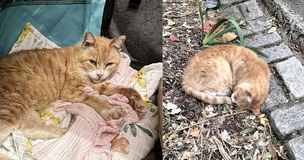 Cat Lying on Patch of Dirt for Days Saved Right Before Thanksgiving, Now Melts into Hands of His People