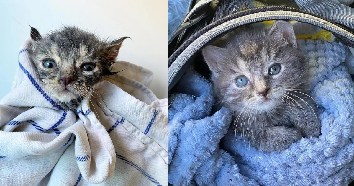 Man Spots Lone Kitten Huddled Among Fallen Leaves and Stops to Help, So the Young Cat Can Have Better Life