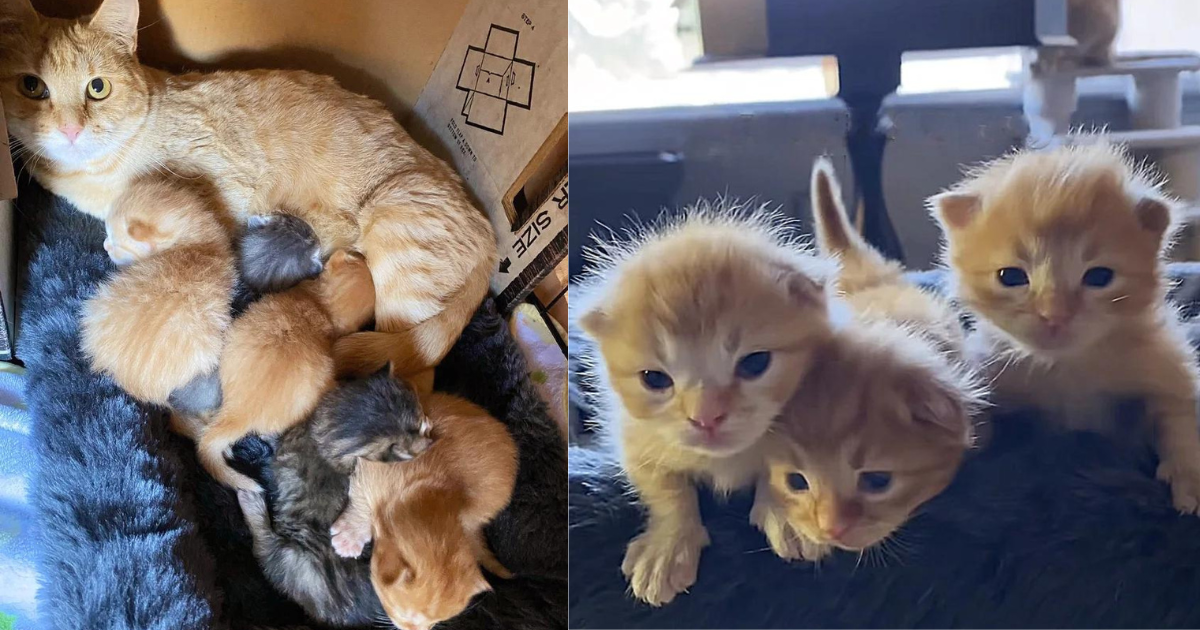 Cat Brought Her Newborn Kittens to Backyard to Hide, the Resident Spotted Them and Helped Change Their Lives