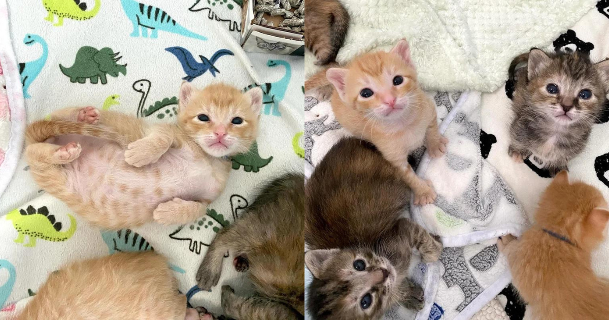 Tiny Cries from a Truck Lead People to Six Kittens, Now They Spend First Easter in Comfort and Warmth