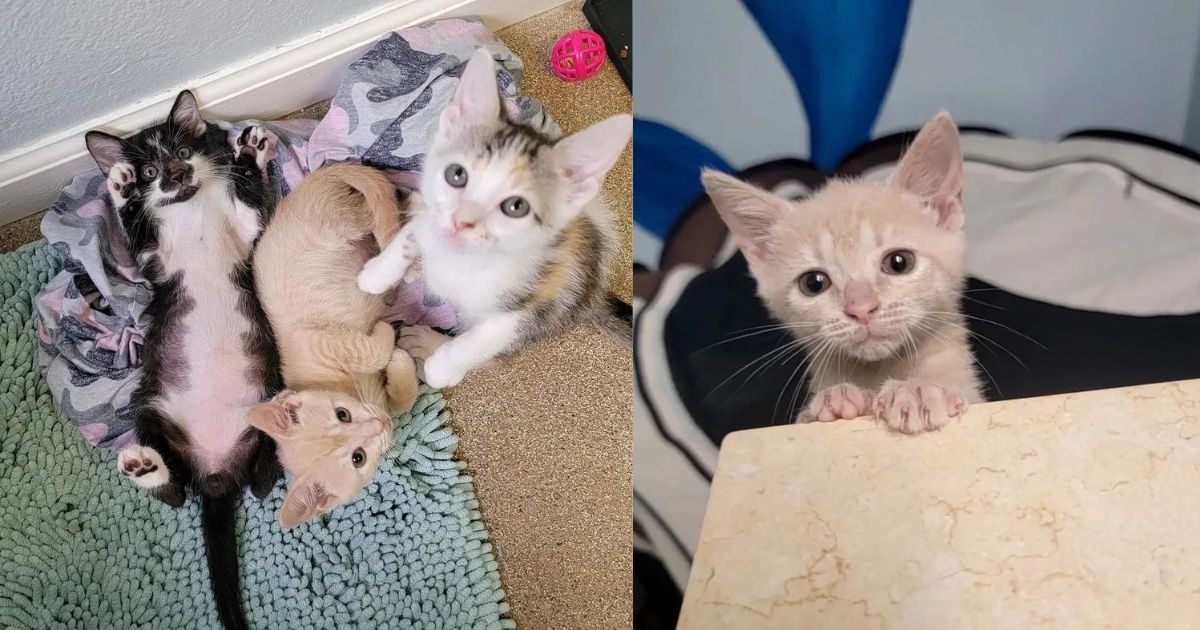 Family Takes in Kitten from a Field, 24 Hours Later They End Up with 2 More Cats from an Attic and a Shed