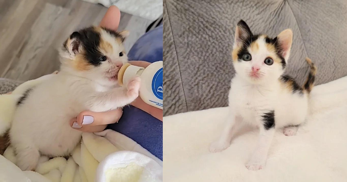 Kitten Found Discarded Outside, Rebounds Through Kindness and Blooms into Beautiful Charming Young Cat