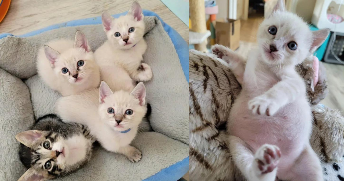 Kittens Arrived in a Bucket as a Huddled Mass, in a Few Weeks, Turned into the Most Joyful Cats