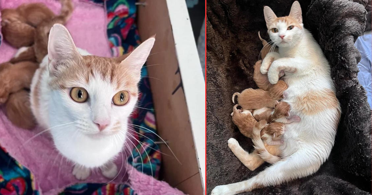 Community Cat Delighted to Her Core to Find Sanctuary, Days Later She Has 5 Little Kittens By Her Side