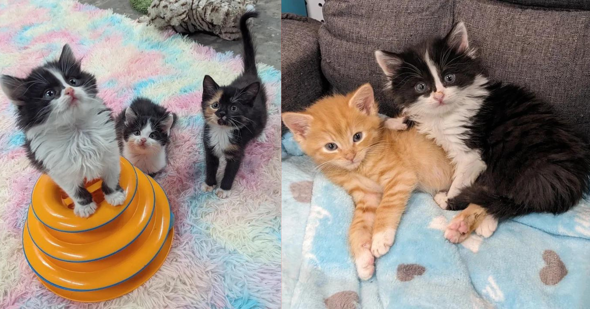 Five Kittens Come into Family’s Home for a New Start, with Two of the Cats Leading the Clowder