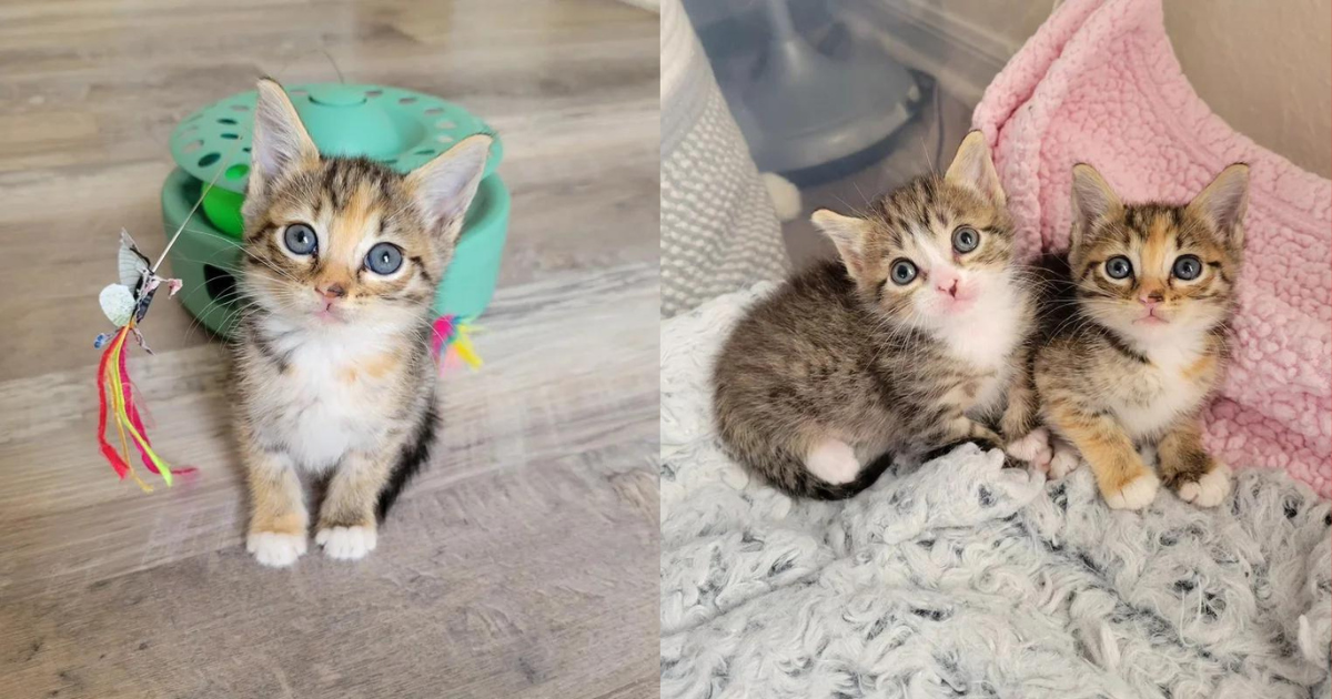 Kitten Seen Sitting Near Traffic Lights Now Spends Each Day Holding Another Young Cat in Warm Home