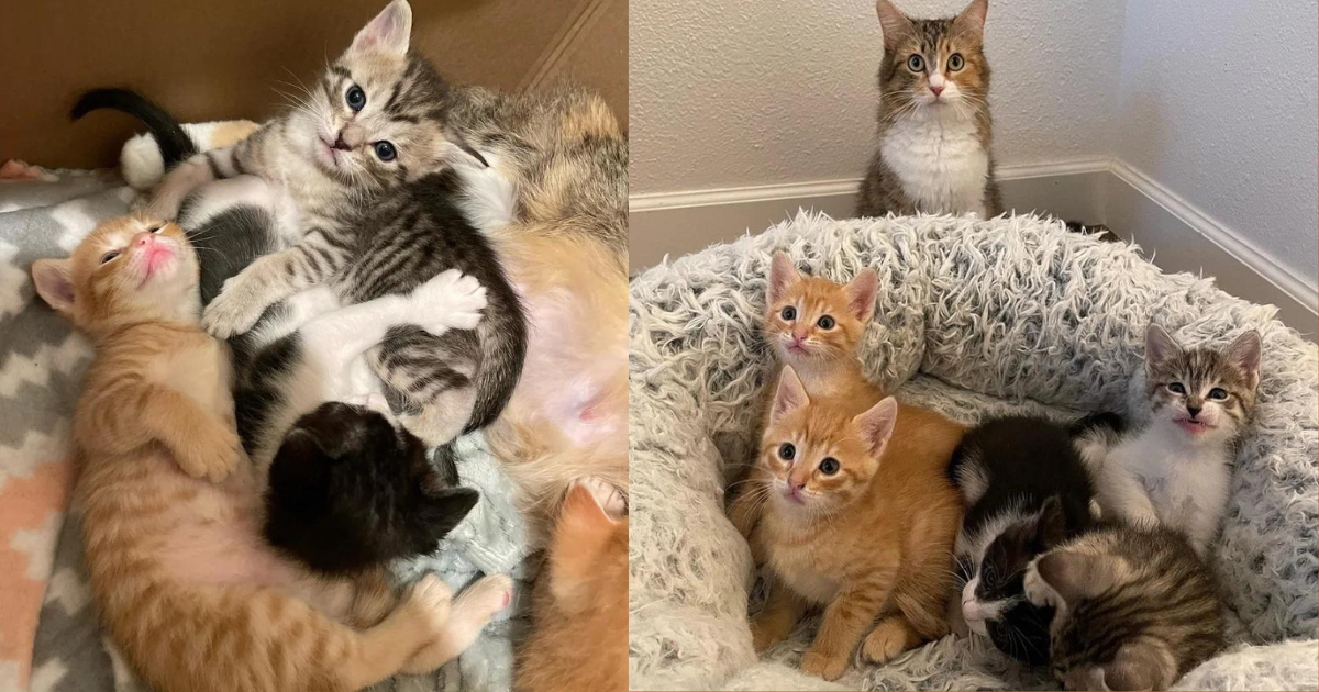 Woman Offers to Help a Shelter Cat, Hours Later Finds Kittens in Her House, It’s the Most Rewarding Thing