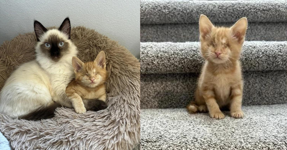 Kitten Clings to Family Cat and Shadows Him Everywhere, Getting Himself Adopted in the Process