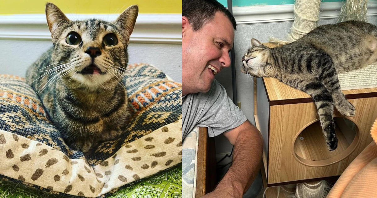 Man is Drawn to a Cat Who Has Waited for Nearly 800 Days at a Rescue Since She was Just a Kitten