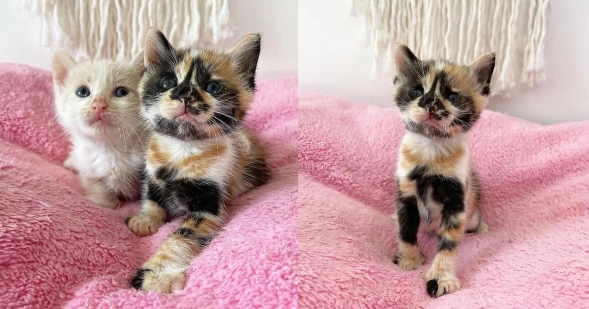 Kitten with Beautiful Markings Found Roaming Outside, 2 Months Later, Her Wish Comes True with 3 Other Cats