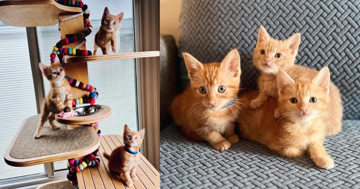 3 Kittens Came from Back of a Truck, Now Run Around Giving People, Other Cats and Even a Dog Their Adoration