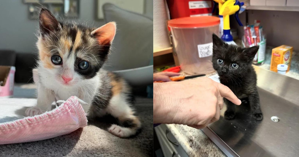 Kind Person Thinks She’ll Babysit Kitten for a Few Days But Her Other Rescued Cat Has a Different Idea