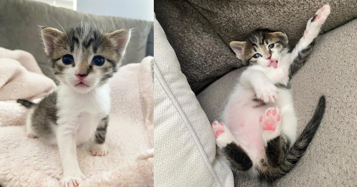 Lonely Kitten Plucked from Backyard, Decides He’ll Be a Spoiled Cat from that Moment on