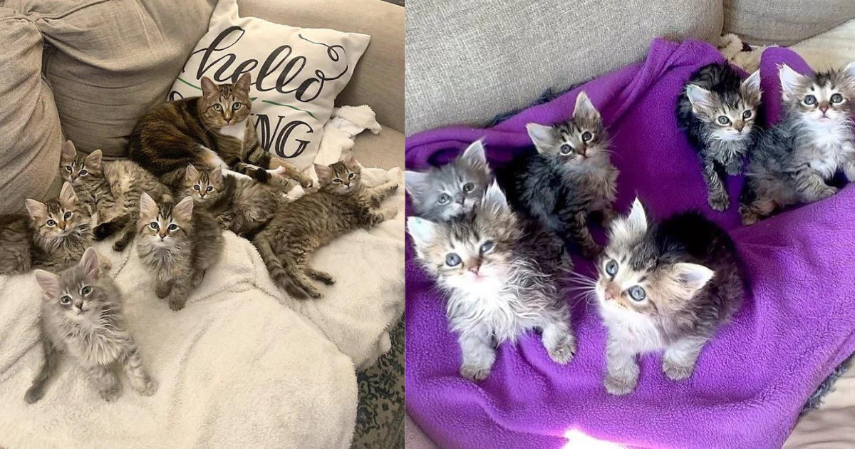 Cat Entrusts Kind People with 6 Kittens So She Can Enjoy What She’s Always Wanted