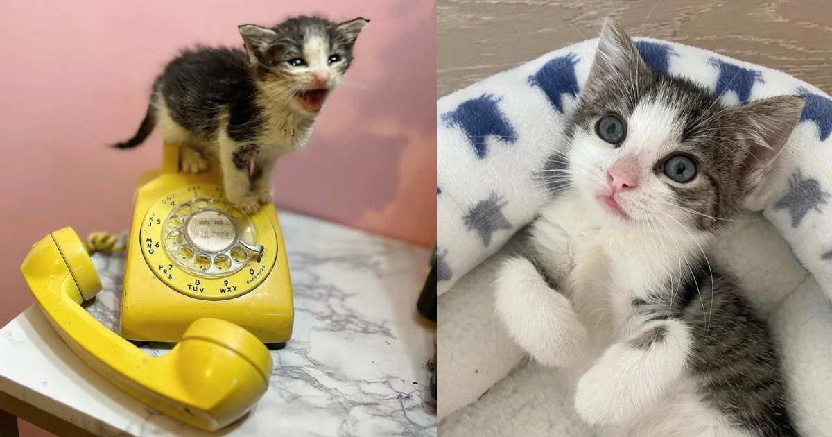 Kitten Brought to Shelter Alone and Started Greeting Everyone, Months Later, Some Things Just Never Change