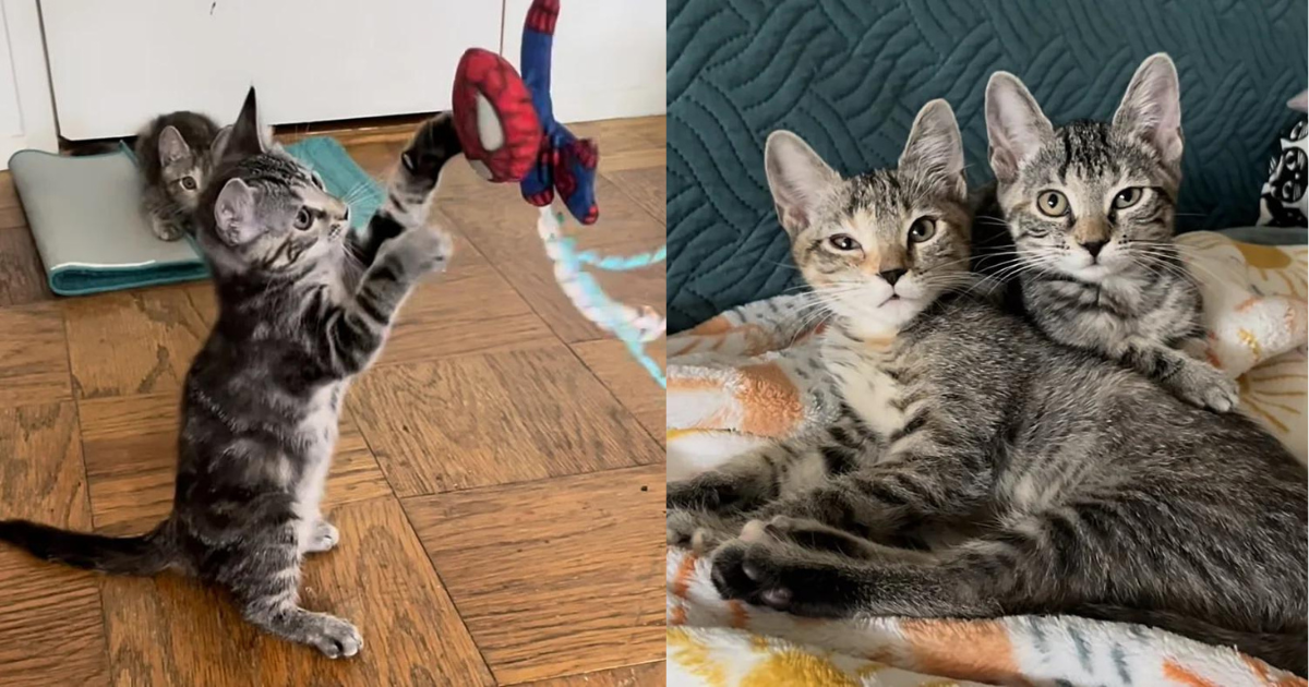 Kittens Who Were Left at Petco, Realize Shelter Volunteer is There to Help Them, They Run into Her Arms