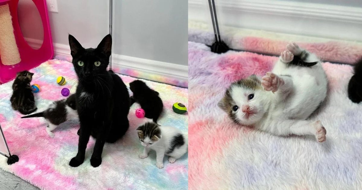 Cat Brimming with Joy When Kind Woman Gives Her and 5 Kittens a Roof Over Their Heads and Fresh Start