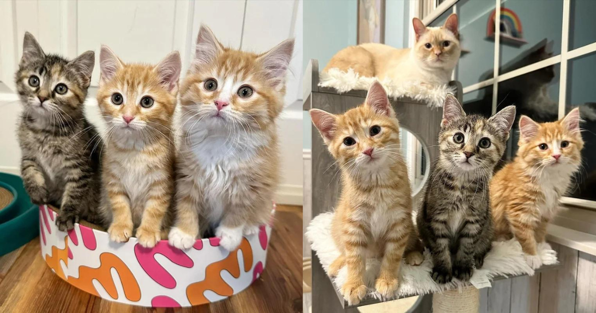 Three Kittens Immediately Take to House Cats and Demand Their Attention After Weeks at the Shelter