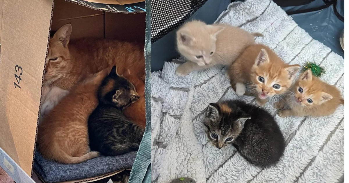 Kitten Who Almost Didn’t Make it, Has the Sweetest Response the Moment He’s Taken in with Littermates