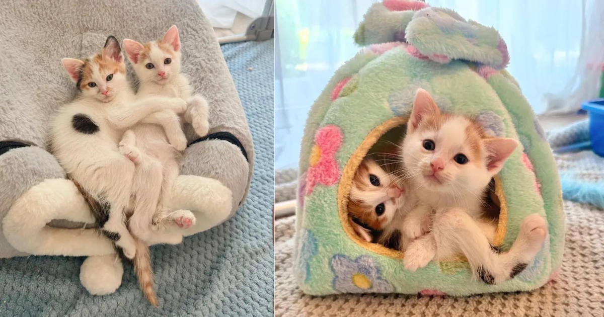 Bonded Kittens Hop Around with ‘Wonky’ Legs and Don’t Let It Hold Them Back, Truly Most Spirited Cats