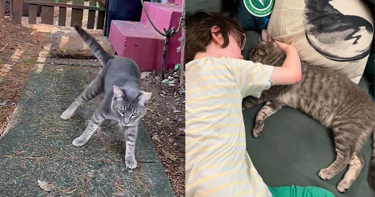 Wobbly Kitten Comes to Homeowner Asking to Be Let in, the Young Cat Lands Perfect Place for Help