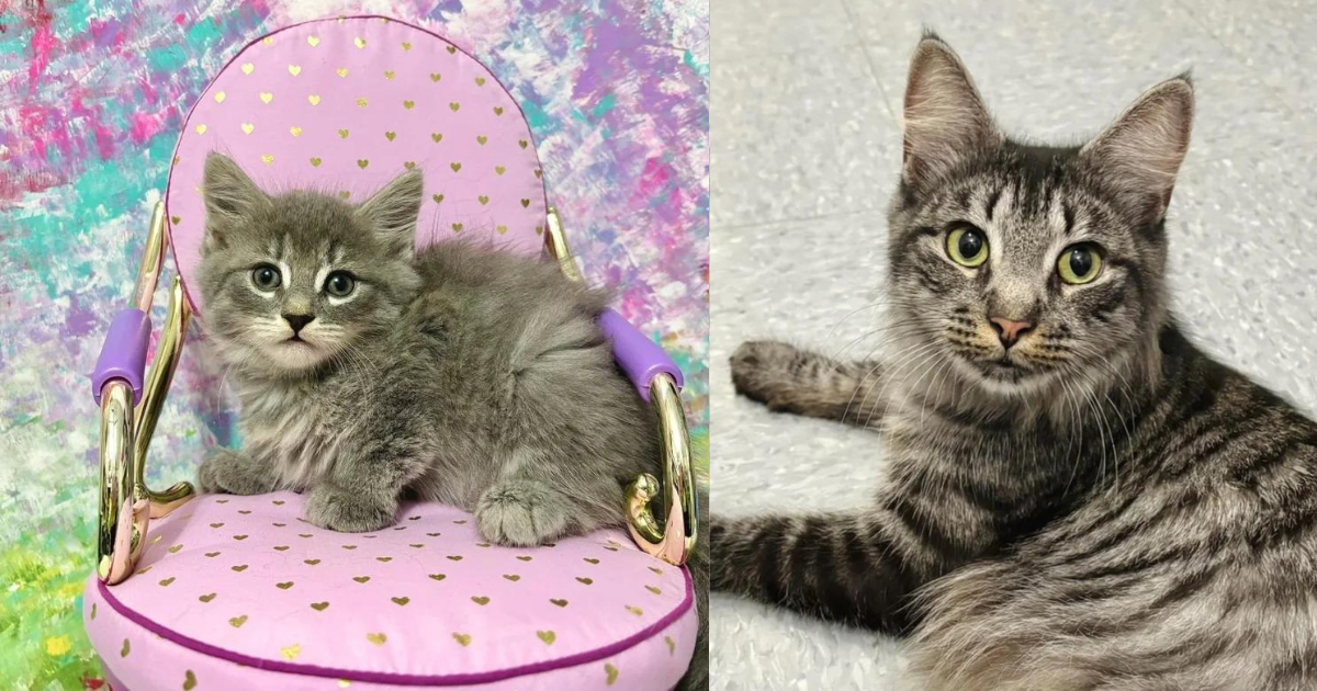 Staff Notices the Cat Is Particularly Near the Smallest of the Litter After She Arrives at the Animal Shelter with Her Kittens