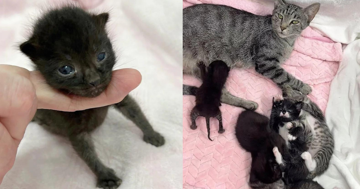 ‘Panther’ Kitten Perks Up and Her Spirits Lifted When Cat Adopts Her After She was Spotted in Yard