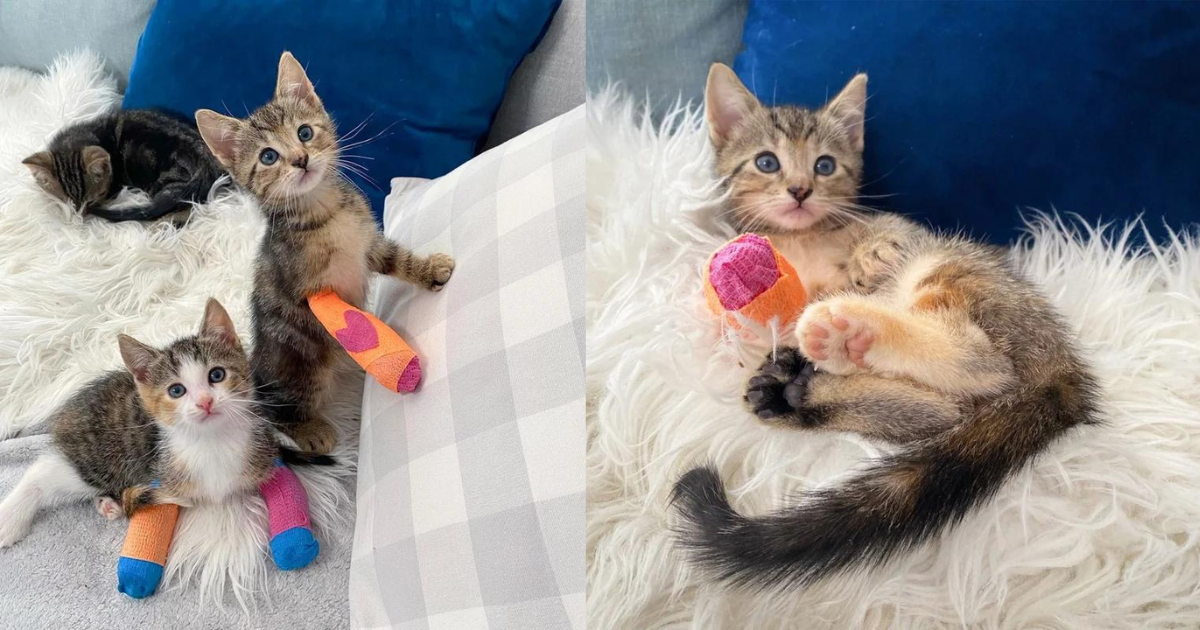 Young Cat, Thrilled to Have Her Paw Fixed, Runs Around and Encourages Other Kittens to Join in the Fun