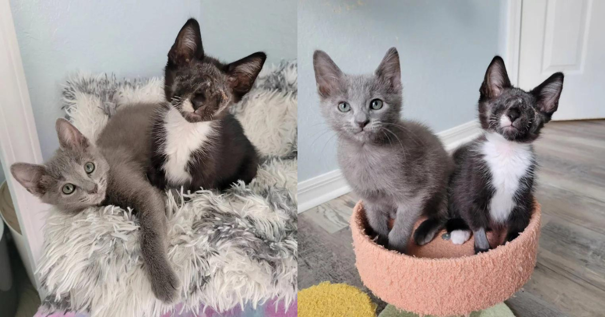 Blind Kitten Immediately Clings to a Gray Cat When They First Meet and Won’t Let Anyone Separate Them