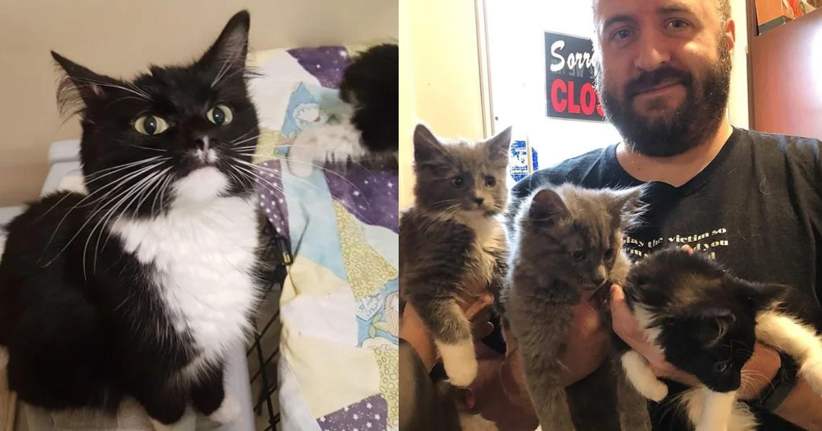 Guy Plans to Adopt a Cat and a Kitten but Can’t Leave the Rest of Litter Behind, So He Takes Them All