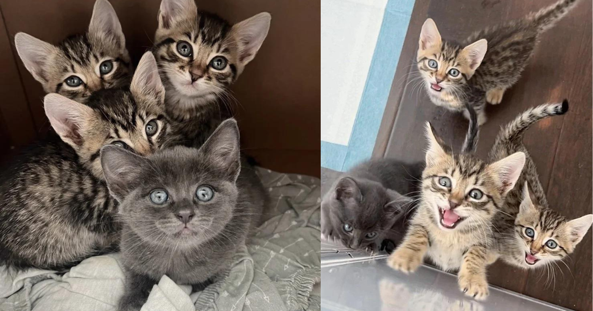 4 Kittens Who Live Outside and Don’t Want to Be Touched, Have the Cutest Change of Heart