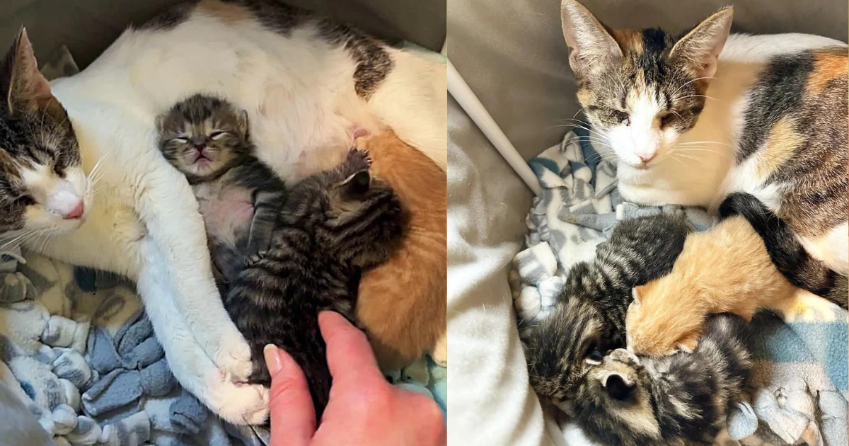 Three Blind Cats Come to a Home Seeking Help, Family Brings Them in and Realizes One of Them is Pregnant