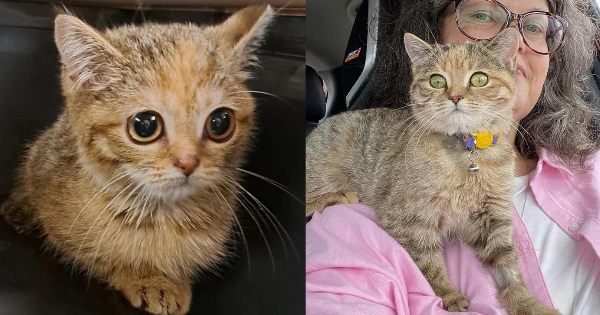 Cat Thought to Be a 7-Week-Old Kitten When Found Along the Road but Turns Out She’s Much Older