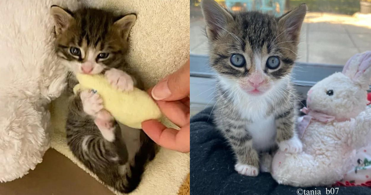 Kitten Discarded Outside Turns Joyful with Charged Bunny Kicks the Moment He Sets Foot in a Home