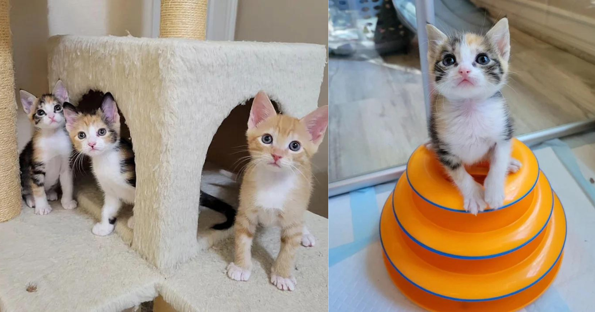 Kittens Found When Someone Heard Their Cries, One of Them Significantly Smaller but Shows She Can Do Anything