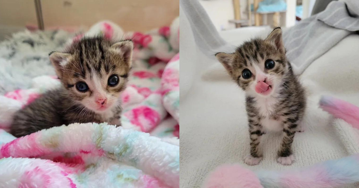 Kitten Found Outside at Just 2 Weeks Old Shows ‘Tiny but Mighty’ Spirit and Lets Nothing Stop Her