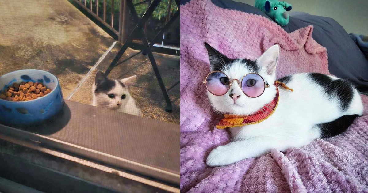 Kitten Climbs onto a Balcony Looking for Food, Then Hangs Around by the Door Until Someone Lets Her in