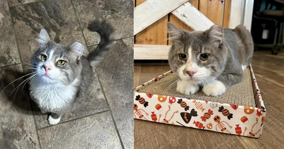 Cat Wanders the Streets for a Long Time Until He Finds Kind Family and Decides He’s Never Leaving Their Home