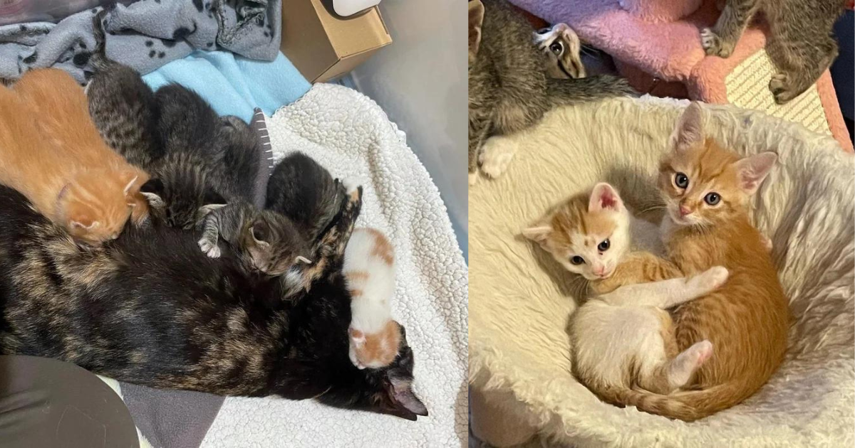 Kitten Left in a Park but Adopted by a Cat, He’s so Clingy He Sticks to Everyone Like Glue