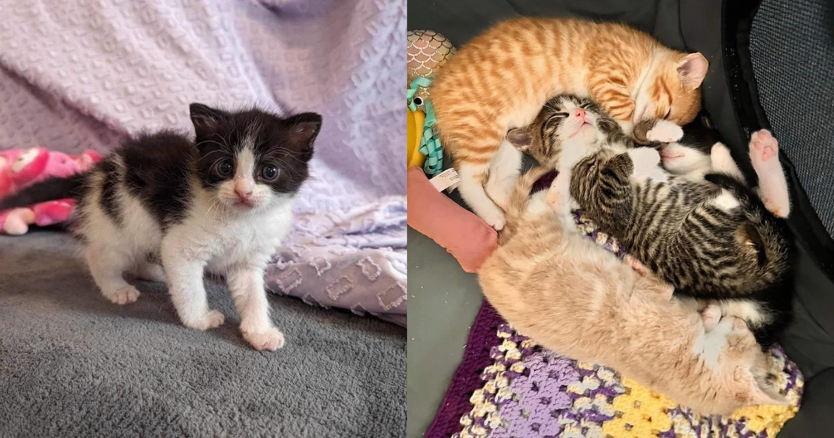 Kitten Meows Himself Hoarse Until Help Arrives, He Has a Heart-shaped Belly Patch and So Much to Give